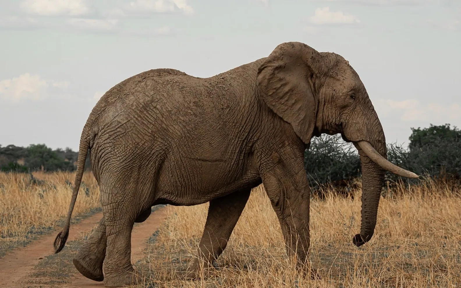 Nature, wildlife and animals